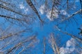 Autumn scene trunks of birches with flying leaves against a background of blue sky and white clouds bottom view Royalty Free Stock Photo