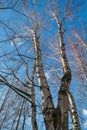 Autumn scene trunks of birches with flying leaves against a background of blue sky and white clouds bottom view Royalty Free Stock Photo