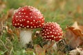 Autumn scene: two toadstools Royalty Free Stock Photo