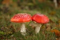 Autumn scene: two toadstools Royalty Free Stock Photo