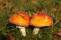 Autumn scene: two toadstools close together Royalty Free Stock Photo