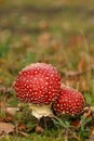 Autumn scene: two toadstools close together Royalty Free Stock Photo