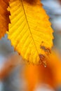 Autumn scene with water drop hanging on a leaf Royalty Free Stock Photo