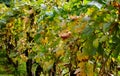 Autumn scene with yellow and green grape vine leaves in closeup