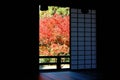 Autumn scenery of a beautiful courtyard garden with a fiery maple tree behind the sliding screen doors Royalty Free Stock Photo