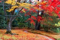 Autumn scenery of a beautiful Japanese garden with a pathway winding through a forest of colorful maple trees