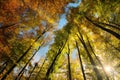 Autumn scenery with a canopy of tall trees Royalty Free Stock Photo