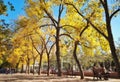 Autumn scenery in college of china