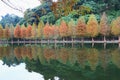 Autumn scenery with colorful Deciduous Cypress trees,Pathway and Lake