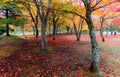 Autumn scenery of the colorful foliage in a maple forest and red fallen leaves on the grassy ground in the garden of Fukuhara Moun Royalty Free Stock Photo