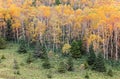 Autumn scenery of colorful forests on the green grassy hillside in Shiga Kogen Highlands