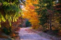 Autumn scenery in a deciduous forest, with a row of red foliage and bare trees towering into the clear blue sky.