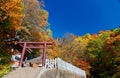 Autumn scenery of the entry Torii gate to a shrine in Togakushi Jinja, a famous Shinto Temple in Nagano, Japan