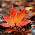 Autumn scenery featuring vibrant maple leaves