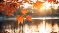 Autumn scenery featuring vibrant maple leaves