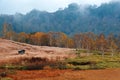 Autumn scenery of a field of golden reeds & trees of colorful foliage on the hillside in Shiga Kogen