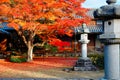 Autumn scenery of a fiery maple tree and a traditional Japanese stone lantern on the ground covered by red fallen leaves