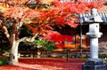 Autumn scenery of a fiery maple tree and a traditional Japanese stone lantern on the ground covered by red fallen leaves