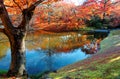 Autumn scenery of fiery maple trees by a lake in beautiful Sento Imperial Palace Royal Villa Park