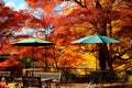 Autumn scenery of fiery red maple trees with wooden benches & parasols in the forest