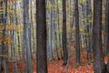 Autumn scenery: forest of deciduous trees, illuminated by sun trees by fog. Royalty Free Stock Photo