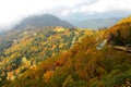 Autumn scenery of golden forests and alpine road in a valley in Shiga Kogen, Nagano Japan