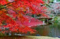 Autumn scenery of a Japanese garden in Sento Imperial Palace  Royal Villa Park  in Kyoto, Japan, with fiery maple trees Royalty Free Stock Photo