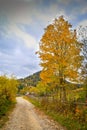 Autumn scenery landscape with colorful forest, wood fence and rural road in Prisaca Dornei Royalty Free Stock Photo