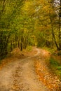 Autumn scenery landscape with colorful forest, wood fence and rural road in Prisaca Dornei Royalty Free Stock Photo