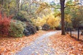 Autumn Scenery Landscape Portrait Red Yellow Leaves