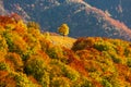 Autumn scenery with a lonely tree in a gap on a forest covered r