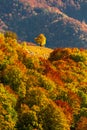 Autumn scenery with a lonely tree in a gap on a forest covered r