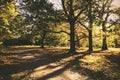 Autumn scenery with long shadows in Hyde park in London