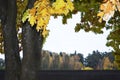 Autumn scenery with a magnificent oak tree Royalty Free Stock Photo