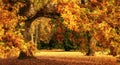 Autumn scenery with a magnificent oak tree