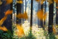 Autumn scenery. Morning in dark woodland. Colorful leaf fall