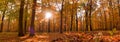 Autumn scenery in panorama format, a forest in vibrant warm colors with the sun shining through the leaves. Royalty Free Stock Photo