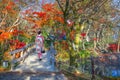 Japanese Geisha Girl in a Traditional Kimono Dress strolls in Autumn Scenery in a Park in the Famous Yufuin Resort Town Royalty Free Stock Photo