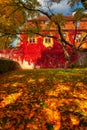 The autumn scenery of the park in Gdansk with a wall covered with red ivy leaves. Poland Royalty Free Stock Photo