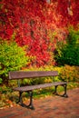 The autumn scenery of the park in Gdansk with a wall covered with red ivy leaves. Poland Royalty Free Stock Photo