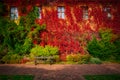 The autumn scenery of the park in Gdansk with a wall covered with red ivy leaves. Poland Royalty Free Stock Photo