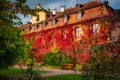 The autumn scenery of the park in Gdansk with a wall covered with red ivy leaves. Poland Royalty Free Stock Photo