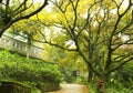 Autumn scenery in a park