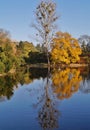 Autumn scenery - pond in the park Royalty Free Stock Photo