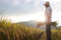 Autumn scenery with ripening rice and grains in rice fields, sunset and farmer