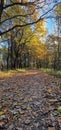 autumn scenery with road and fallen leaves Royalty Free Stock Photo