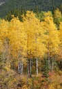 Autumn scenery in rockies Royalty Free Stock Photo