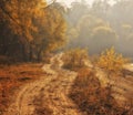 Autumn scenery of rural lane on a foggy morning Royalty Free Stock Photo