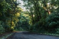 Autumn scenery of rural road in the deciduous forest on a foggy morning Royalty Free Stock Photo