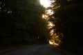 Autumn scenery of rural road in the deciduous forest on a foggy morning Royalty Free Stock Photo